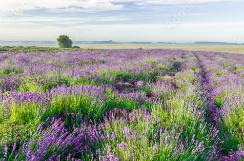 Blooming lavender fields in Little Poland