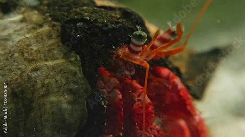 Primo Piano di Paguro in acquario photo