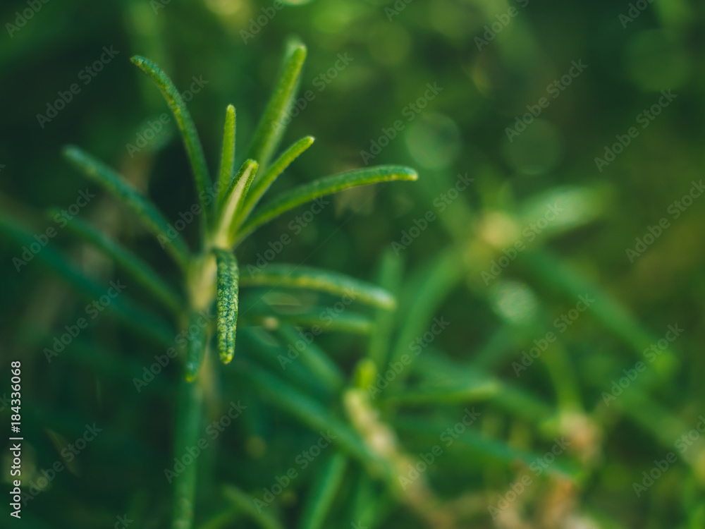 Rosemary herb needles macro shot. Plant growing outdoors in home garden Rosemary herb needles macro shot. Plant growing outdoors in home garden