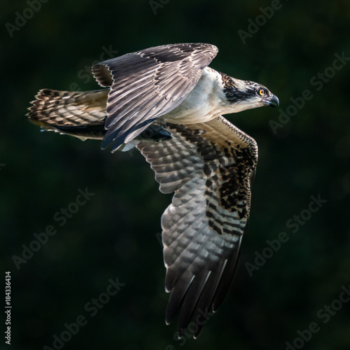 Osprey Catch III