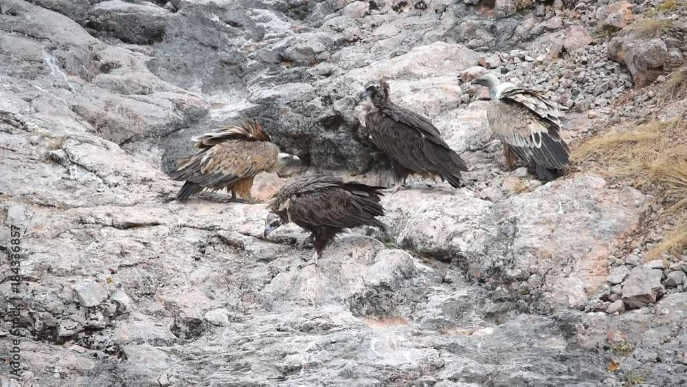 Griffon vultures (Gyps fulvus) and Cinereous vulture (Aegypius monachus) in the mountains of Crimea. Griffon vultures (Gyps fulvus) and Cinereous vulture (Aegypius monachus) in the mountains of Crimea.