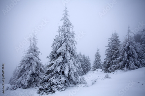 Trees covered with hoarfrost and snow in winter mountains - Christmas snowy backgroundic holiday background