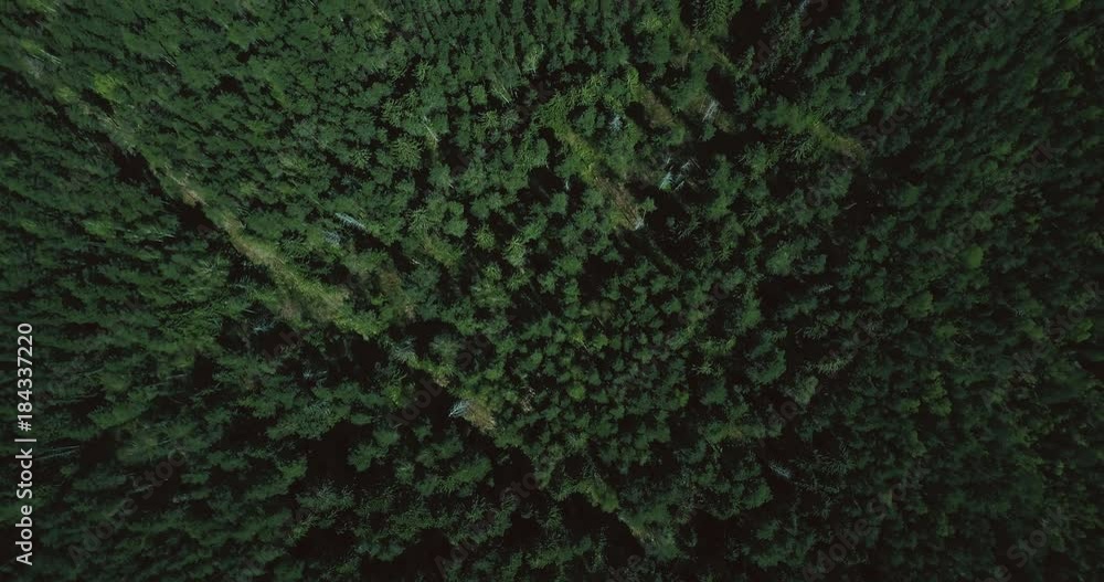 Drone flying forward high above lush green forest. Aerial 4K topview vertical shot of evergreen trees and lonely trail. Drone flying forward high above lush green forest. Aerial 4K topview vertical shot of evergreen trees and lonely trail.
