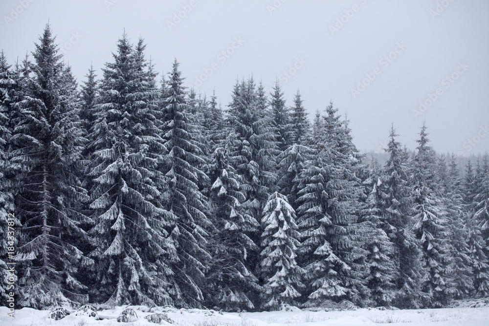 Trees covered with hoarfrost and snow in winter mountains - Christmas snowy backgroundic holiday background Trees covered with hoarfrost and snow in winter mountains - Christmas snowy backgroundic holiday background