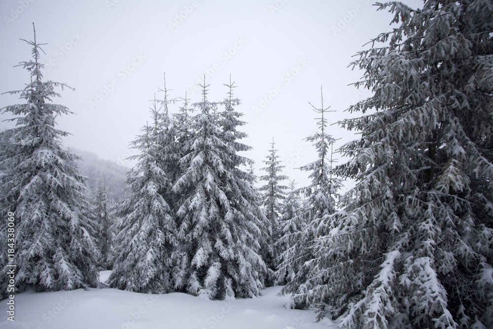 Trees covered with hoarfrost and snow in winter mountains - Christmas snowy backgroundic holiday background