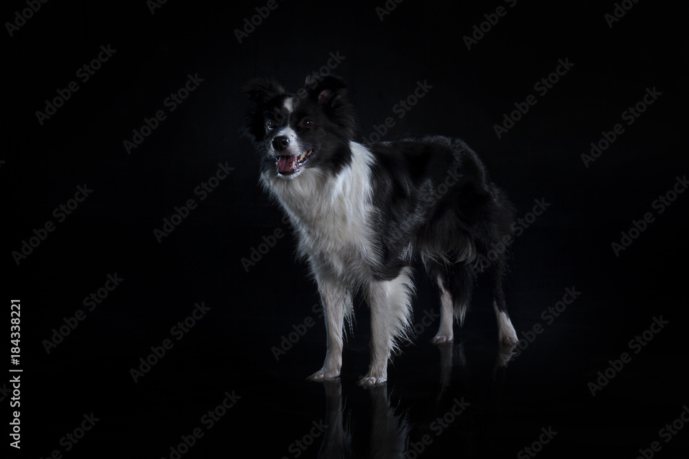 dog dogs animal border collie border-collie aqua at the calendar water lump water jump Frisbee бордерколли фрисби вода собками прыжок прыжок в воде на каледнарь год собаки новый годthe year of th dog dogs animal border collie border-collie aqua at the calendar water lump water jump Frisbee бордерколли фрисби вода собками прыжок прыжок в воде на каледнарь год собаки новый годthe year of th