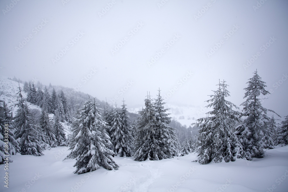 Trees covered with hoarfrost and snow in winter mountains - Christmas snowy backgroundic holiday background Trees covered with hoarfrost and snow in winter mountains - Christmas snowy backgroundic holiday background