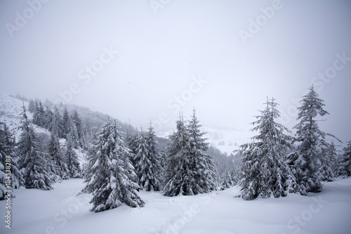 Trees covered with hoarfrost and snow in winter mountains - Christmas snowy backgroundic holiday background