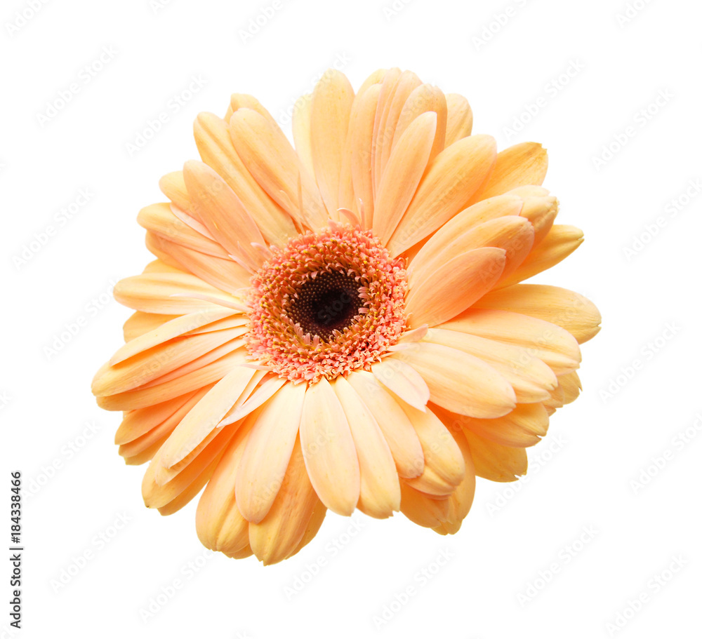 Close-up of orange gerbera petals on white background Close-up of orange gerbera petals on white background