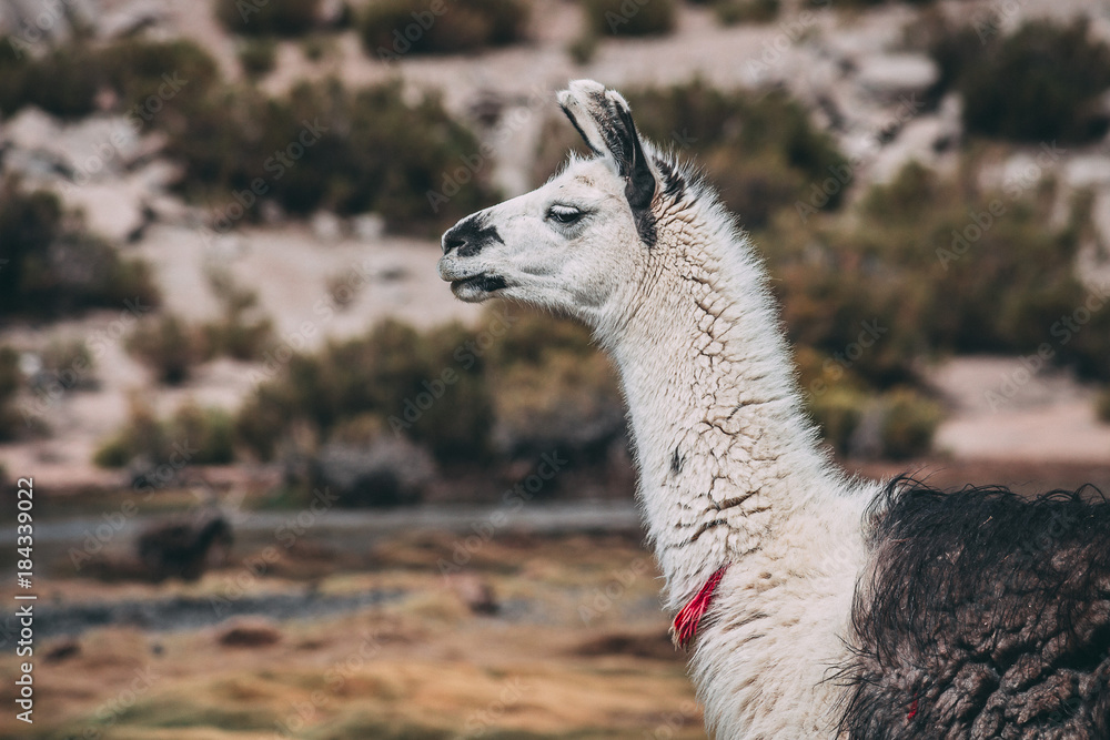Obraz premium Close-up Llama on the Andes