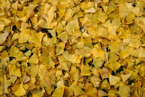 Ginkgo Blätter / Die abgefallenen gelben Blätter eines Ginkgobaumes im Herbst. photo