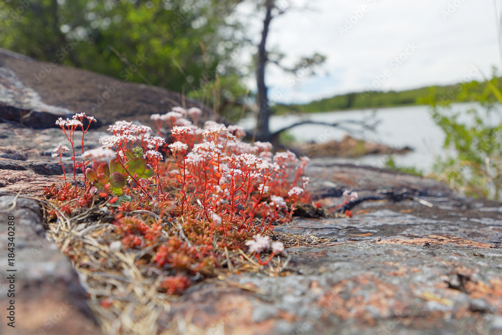 Closeup of white and red Succulent flower, sea and rock in the background