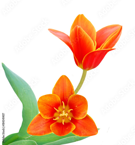 the Liliaceae tulip flowers
