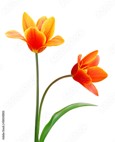 Foto A flower of liliaceae tulip bouquet