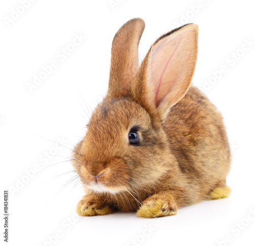 Brown rabbit on white.