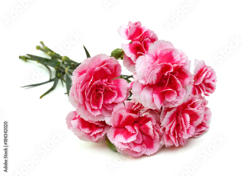 Decorative pink carnation flowers 