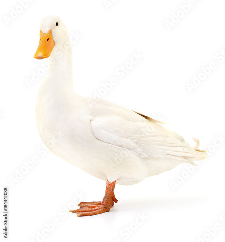Duck on white.