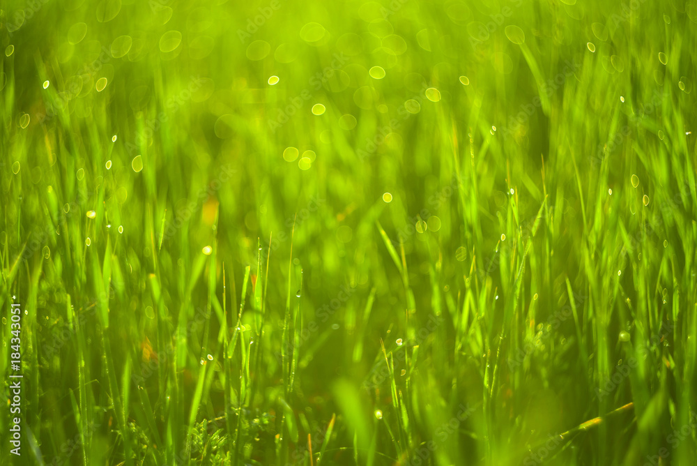 Green grass and drops of morning dew