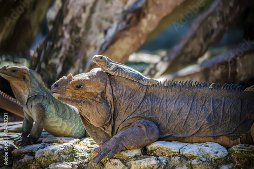 Baby green iguana lies on its mother