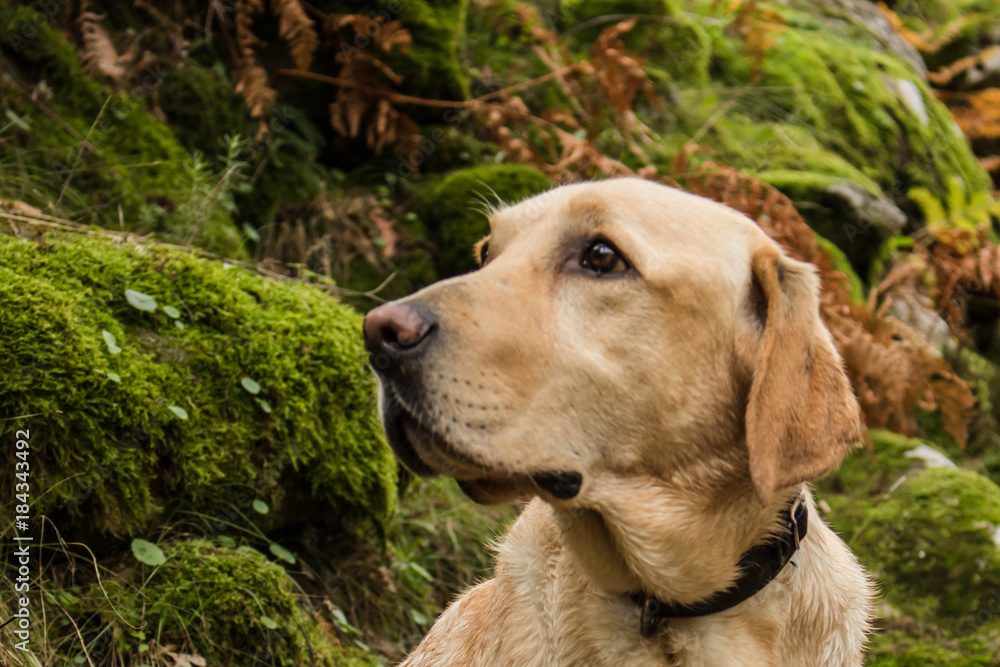 Labrador retriever