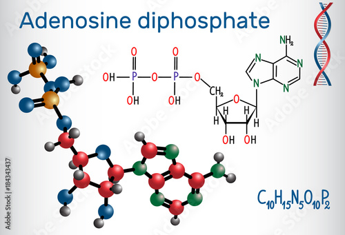 Adenosine diphosphate (ADP) molecule , is an important organic compound in metabolism and is energy transfer in living cells . Structural chemical formula and molecule model photo