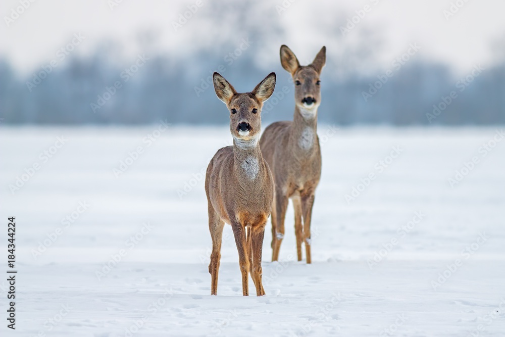 Roe deer Capreolus capreolus in winter. Doe and fawn deer on snow. Alert cute wild animals watching forward. Roe deer Capreolus capreolus in winter. Doe and fawn deer on snow. Alert cute wild animals watching forward.