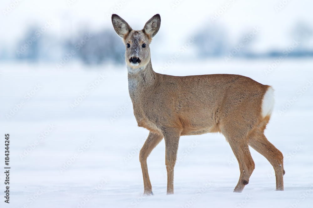 Roe deer Capreolus capreolus in winter. Roe deer with snowy background. Wild animal with snowy trees on background. Roe deer Capreolus capreolus in winter. Roe deer with snowy background. Wild animal with snowy trees on background.