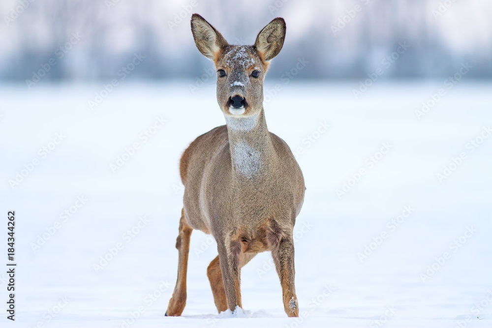 Roe deer Capreolus capreolus in winter. Roe deer with snowy background. Wild animal with snowy trees on background.