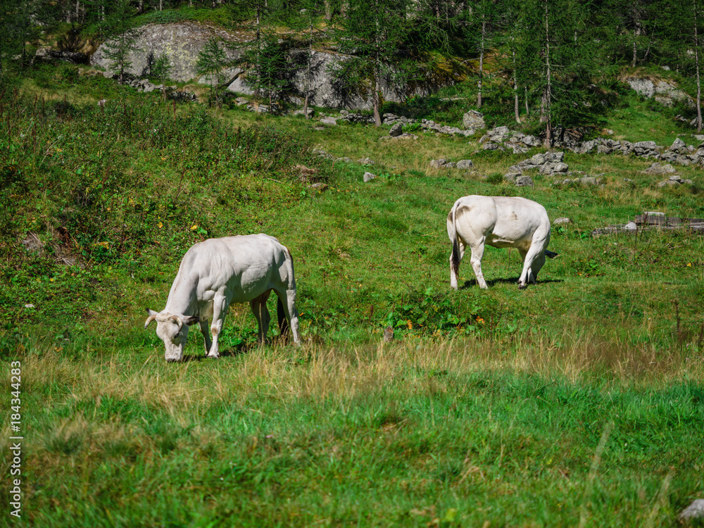 Alpine Cows in Natural Park of Alta Valle Antrona Alpine Cows in Natural Park of Alta Valle Antrona