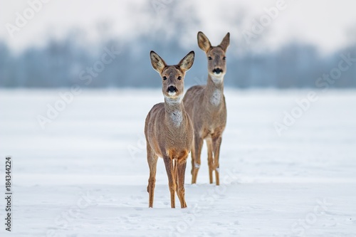 Obraz na płótnie Roe deer Capreolus capreolus in winter. Doe and fawn deer on snow. Alert cute wild animals watching forward. w salonie