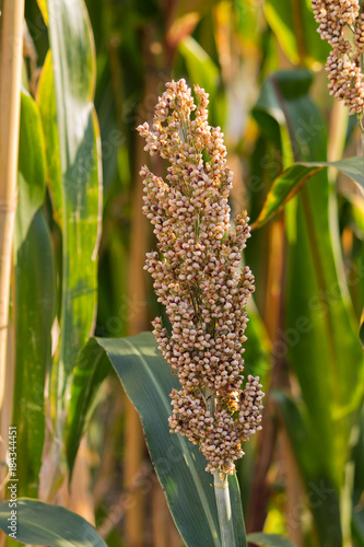 Bild auf Leinwand sorgo