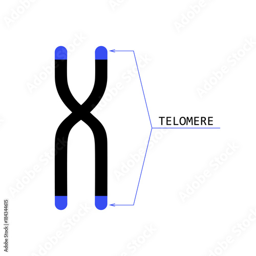 telomere end of chromosome photo