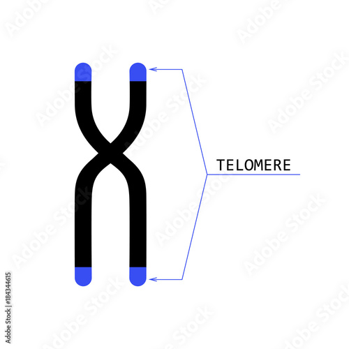telomere end of chromosome