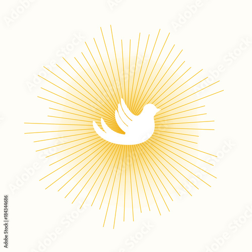 dove in sun lights