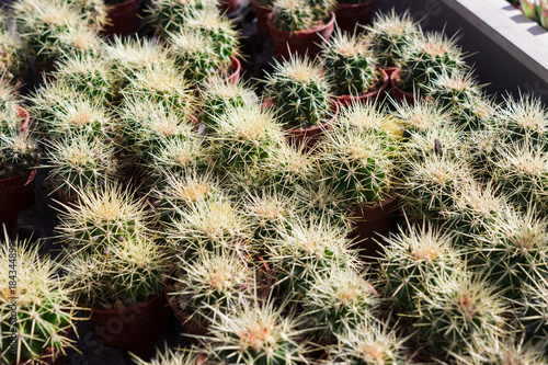 Cacti plantation in nursery