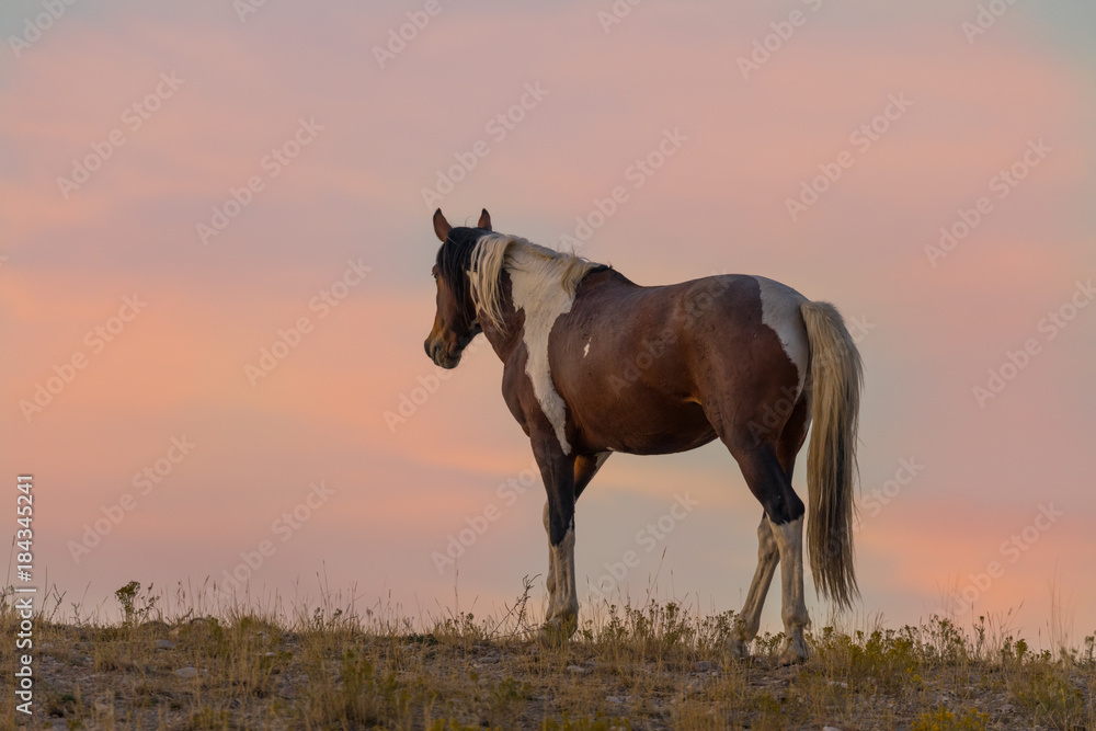 Wild Horse in a Desert Sunset Wild Horse in a Desert Sunset