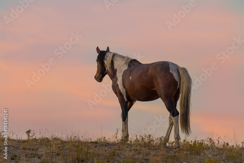 Wild Horse in a Desert Sunset