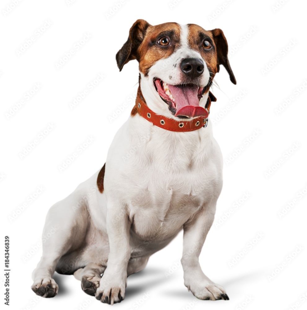 Jack Russell Terier Sitting