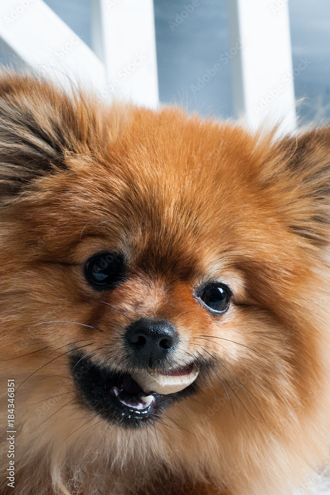 The vertical view of pomeranian spitz is laying on the white plaid and eating delicacy. Concept happy holiday and food