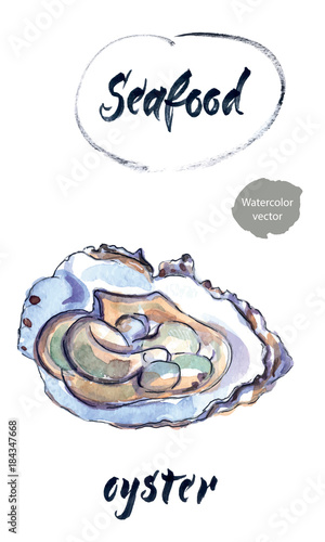 Oyster, watercolor hand drawn vector illustration
