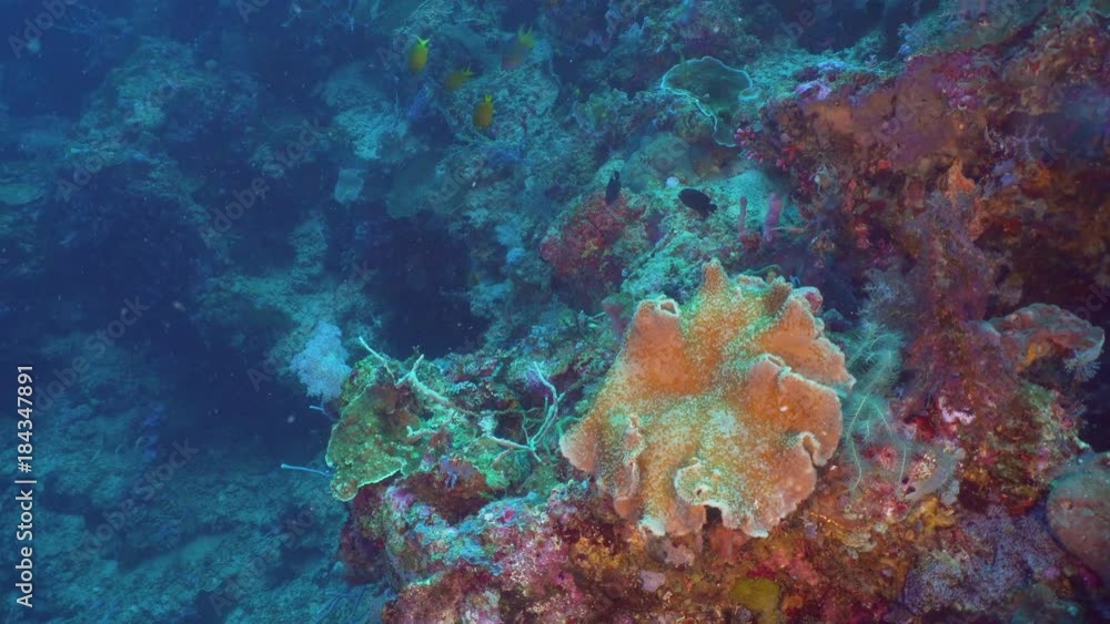 Fish and coral reef. Dive, underwater world, corals and tropical fish. Bali,Indonesia. Diving and snorkeling in the tropical sea. Wonderful and beautiful underwater world with corals and tropical fish Fish and coral reef. Dive, underwater world, corals and tropical fish. Bali,Indonesia. Diving and snorkeling in the tropical sea. Wonderful and beautiful underwater world with corals and tropical fish