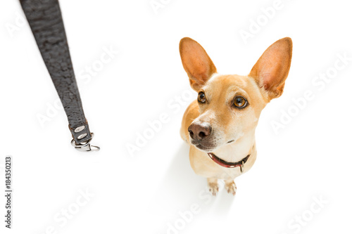 dog with leash waits for a walk