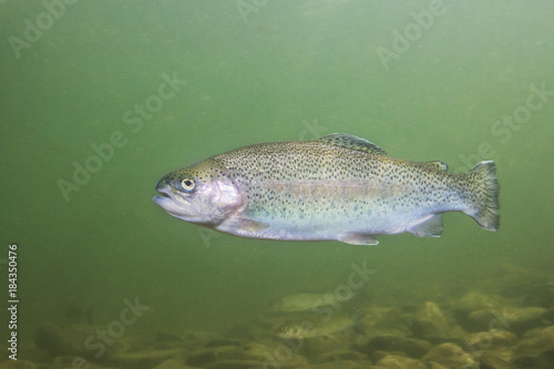 Rainbow trout (Oncorhynchus mykiss) close-up under water in the nature river habitat. Underwater photo in the clean little creek.