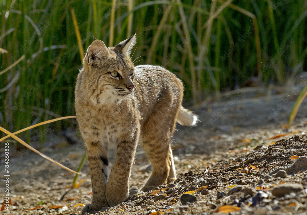 Obraz premium Alert bobcat pauses and turns