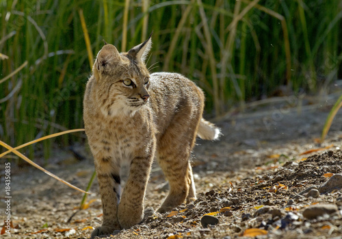 Canvas Print Alert bobcat pauses and turns