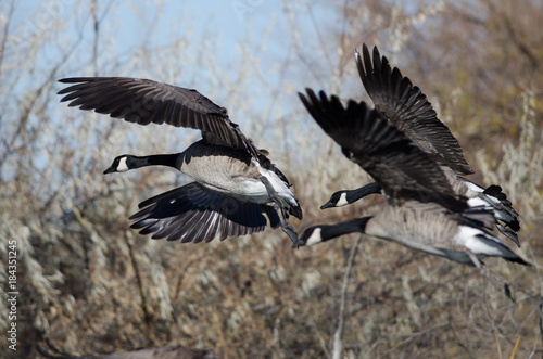 Canada Geese Landing in the Wetlands © rck