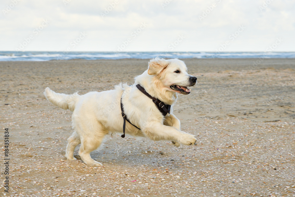 Golden Retriever Dog Standing On The Beach Golden Retriever Dog Standing On The Beach