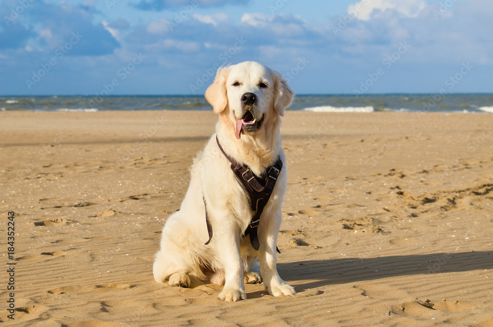 Golden Retriever Dog Standing On The Beach Golden Retriever Dog Standing On The Beach