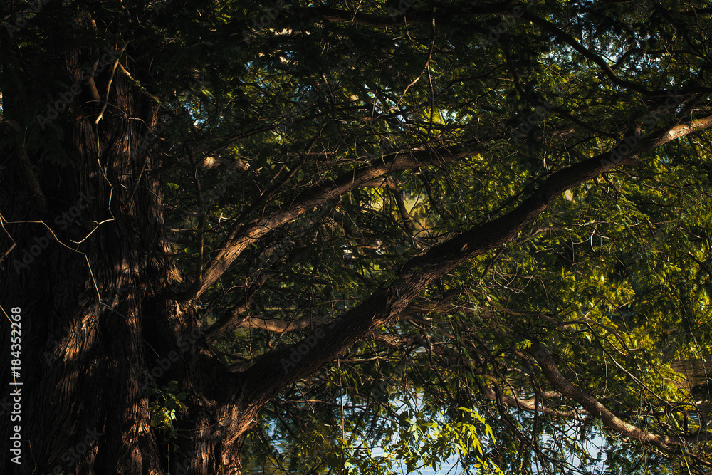 Fototapeta premium Baum alt, mit Wasserspiegelung