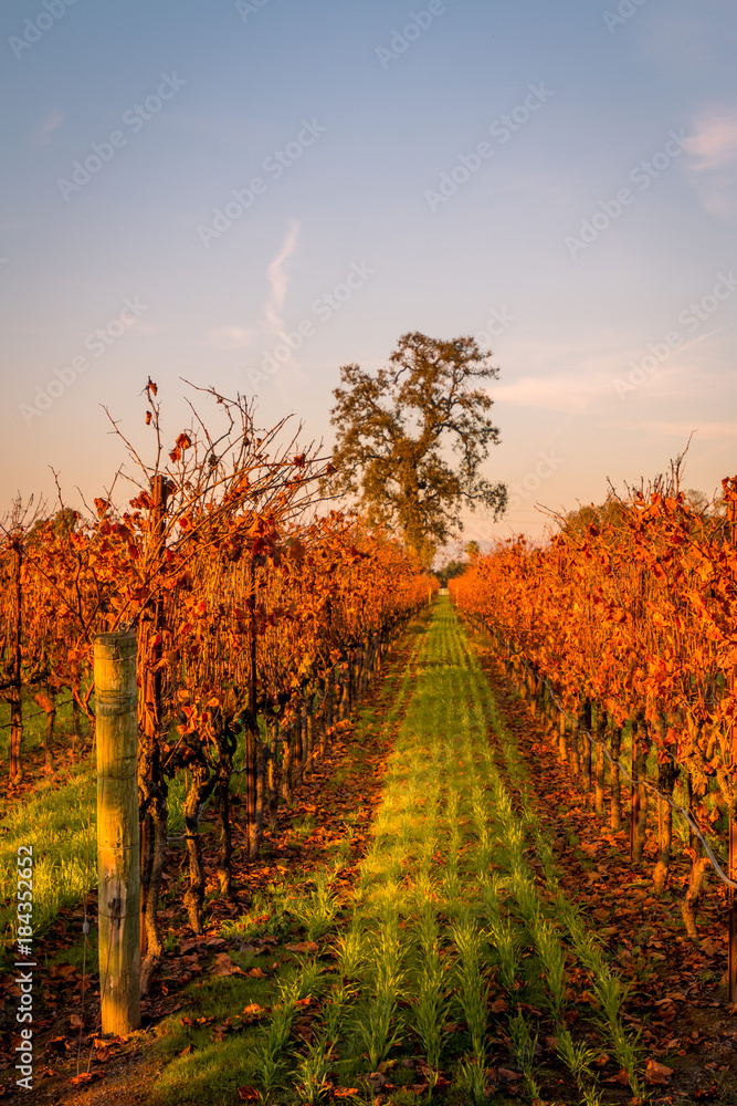 Naklejka premium A close view of an autumn sunset in a vineyard. A look down a row of vines with red leaves. Grass is in the row. A tree is in the background. A deep blue sky with pink clouds are in the background. 